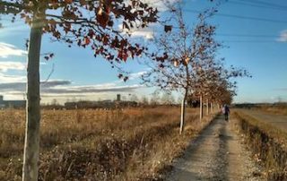 Camino de Santiago sola