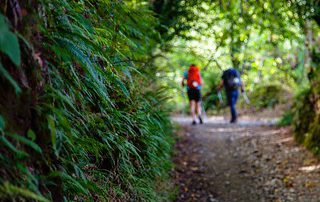 Camino de Santiago virtual